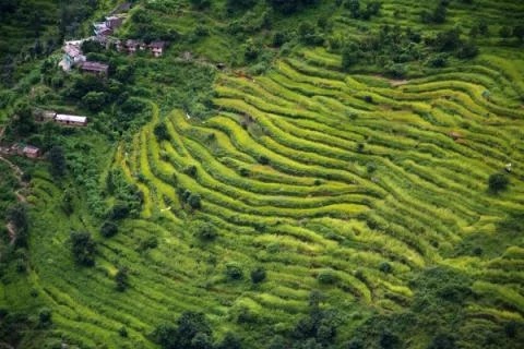 kaskádovitá pole Uttarakhand