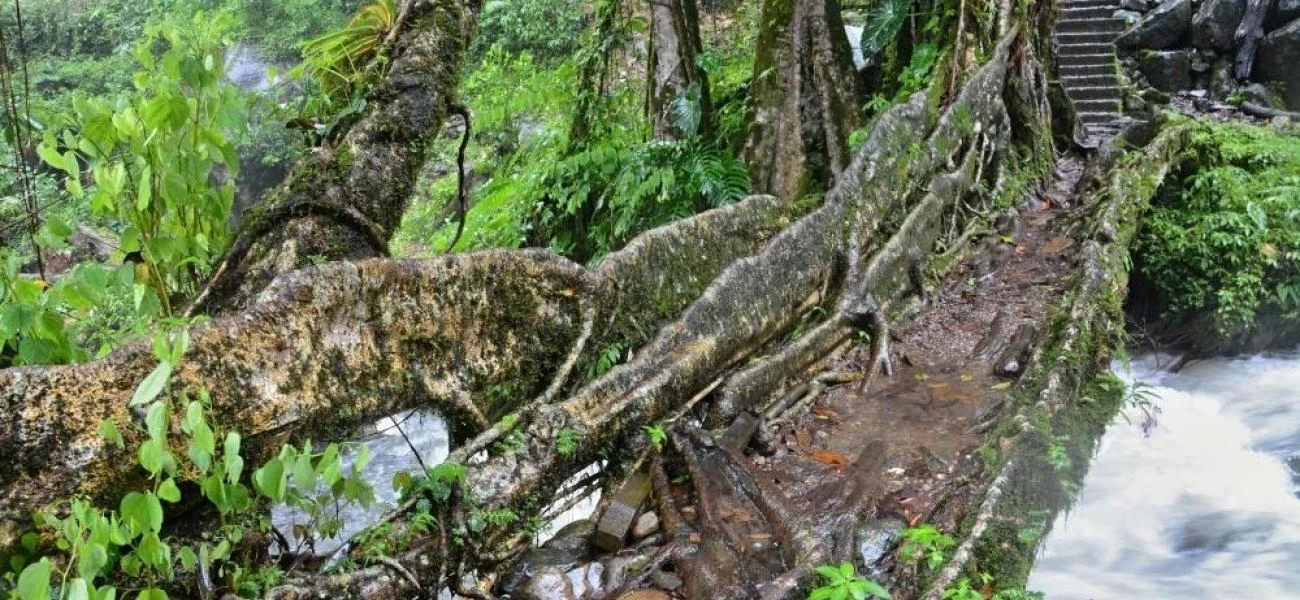 Živé mosty v Mégálaji jsou ze vdušných kořenů stromů