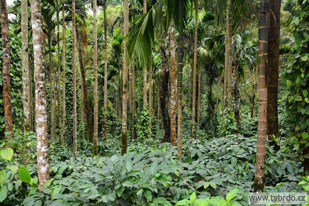 kávovníková plantáž v Západních Ghátech