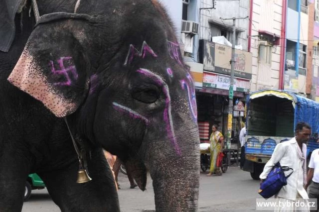 Nejhezčí pohled na Indii je ze sloního hřbetu