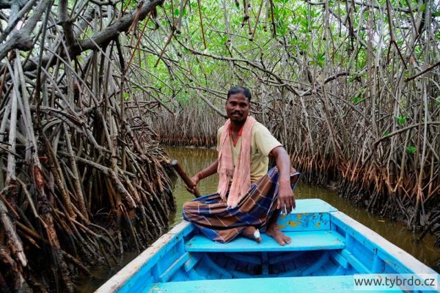 Pichavaram mangrove 