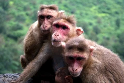 Makak rhesus