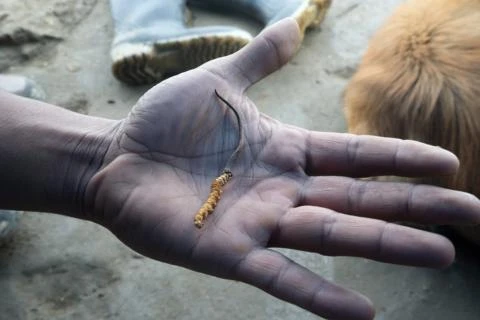 housenice čínská aneb caterpillar fungus