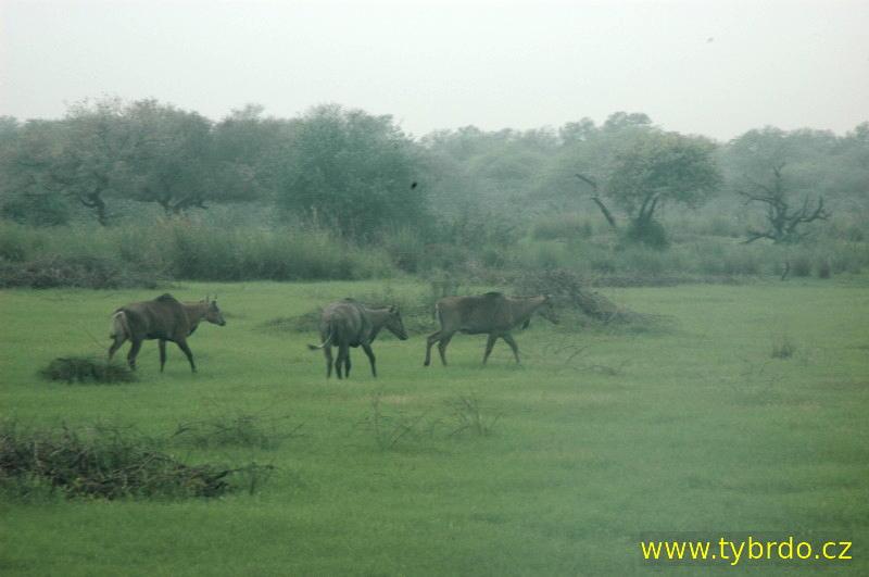 Ptačí rezervace Bharatpur neboli Koeladeo Ghana National Park