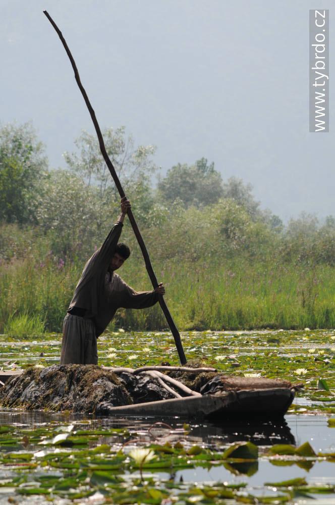 Jezero Dal je čím dál tím víc zarostlé vodními hyacinty