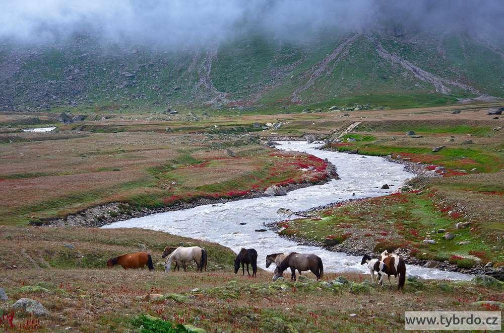 na horských loukách kolem řeky Parvati se pásli koně - Odi Thach