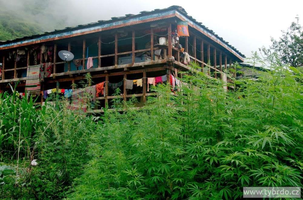 Marihuana roste všude mezi domy. Pro místní obyvatele je často jediným zdrojem příjmu. 
