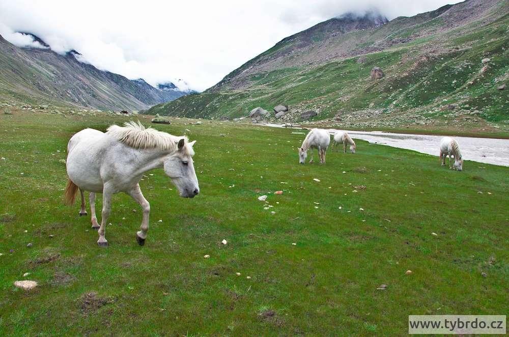 na horských loukách kolem řeky Parvati se pásli koně