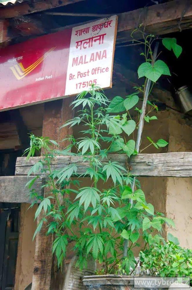 Marihuana se tu pěstuje i na poště