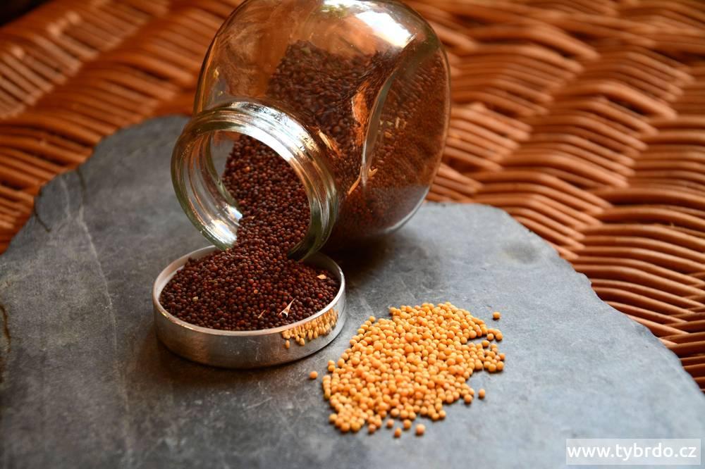 hořčičné semínko - indické koření