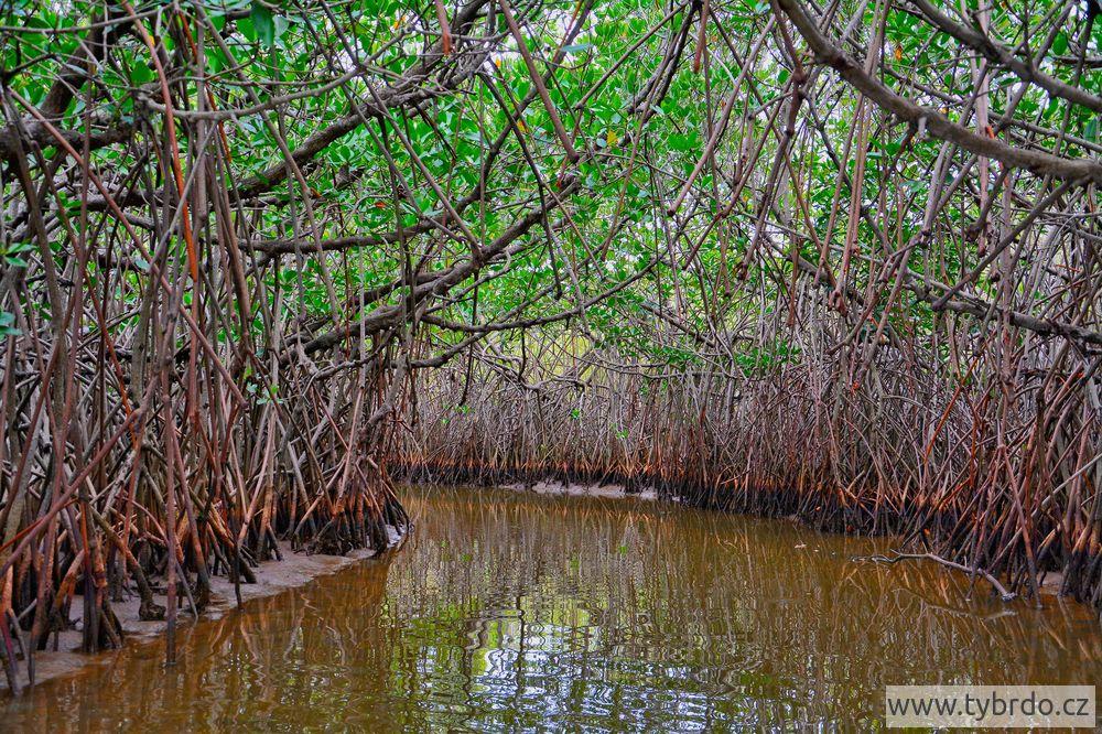 Pichavaram mangrove 