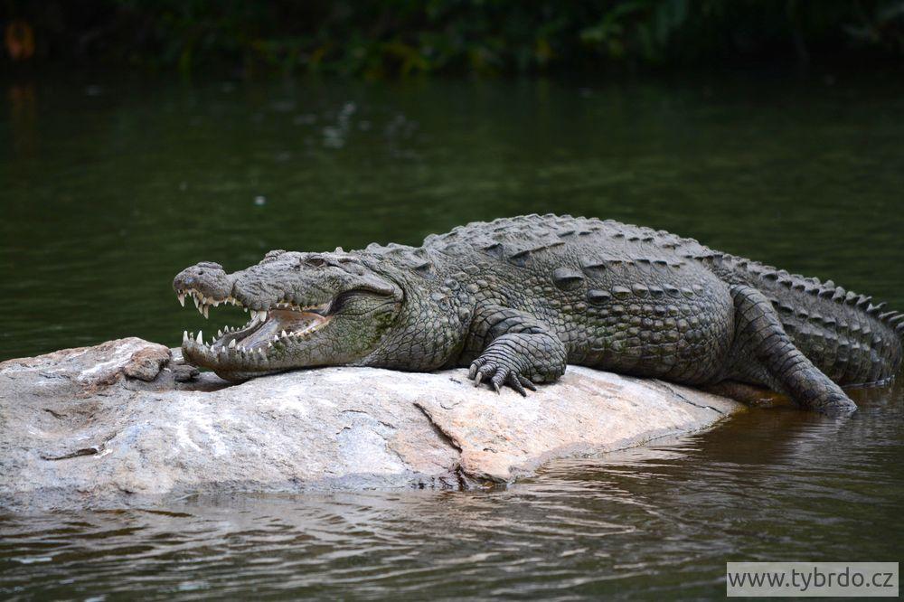 krokodýl bahenní, Ranganathittu Bird Sanctuary