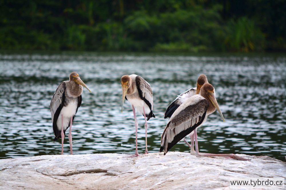 nesyt indický, Ranganathittu Bird Sanctuary