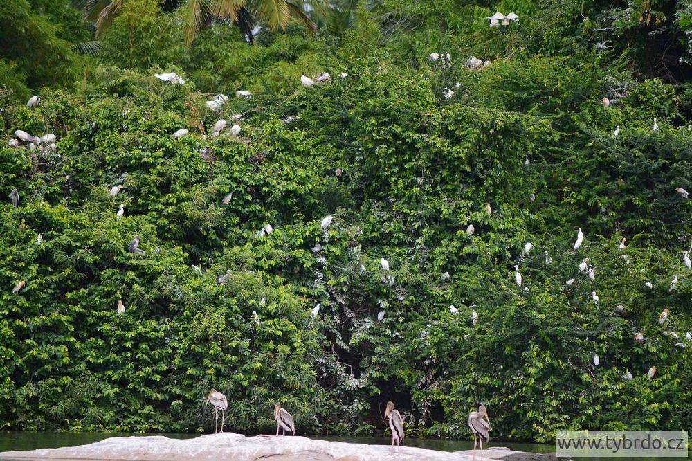 nesyt indický, Ranganathittu Bird Sanctuary