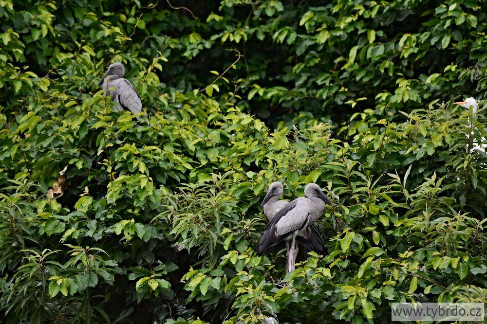 čápi, Ranganathittu Bird Sanctuary
