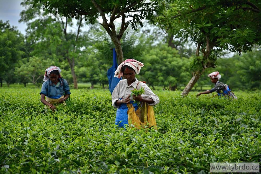 Sklizeň indického čaje v Ásámu