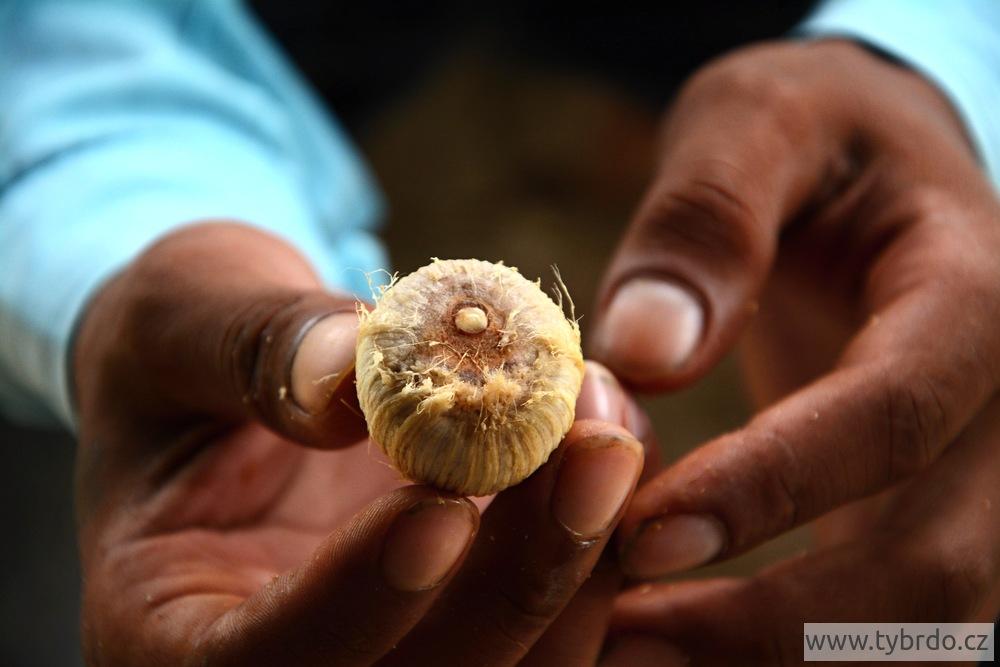 arekový oříšek - součást betelového sousta